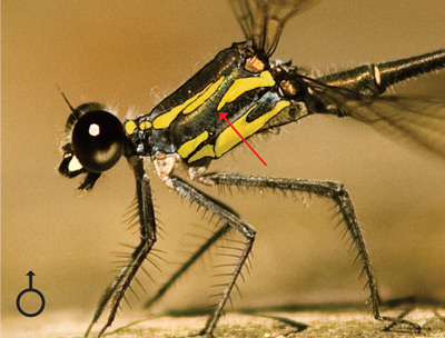 Austroargiolestes christine